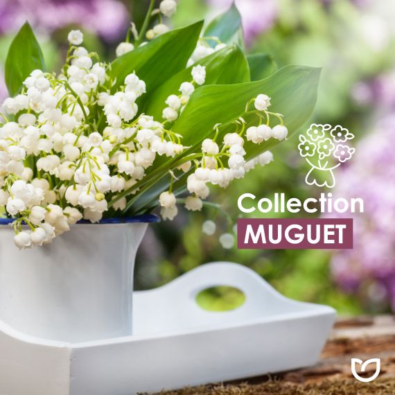 Muguet